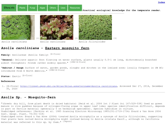 Azolla caroliniana screenshot