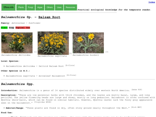 Balsamorhiza Sp screenshot