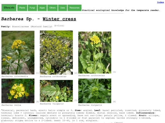 Barbarea Sp screenshot