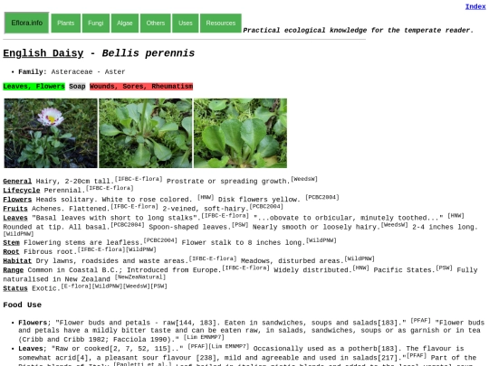 Bellis perennis screenshot