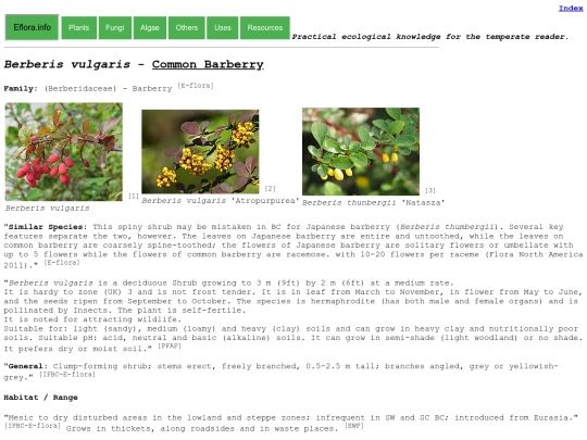 Berberis vulgaris screenshot