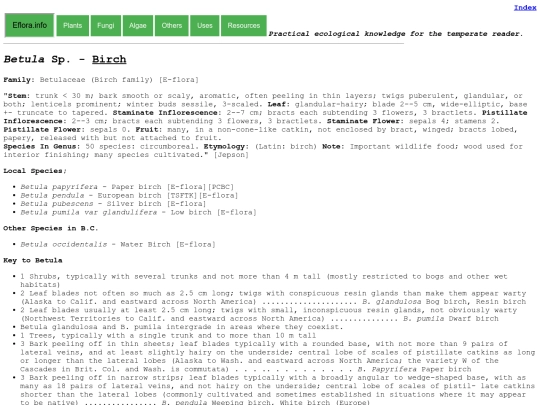 Betula Sp screenshot