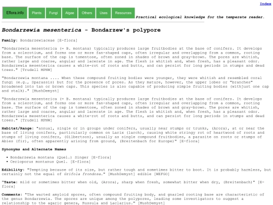 Bondarzewia mesenterica screenshot