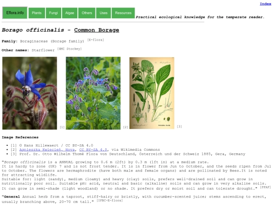 Borago officinalis screenshot