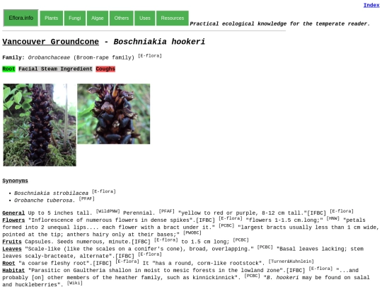 Boschniakia hookeri screenshot