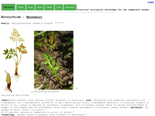 Botrychium Sp screenshot