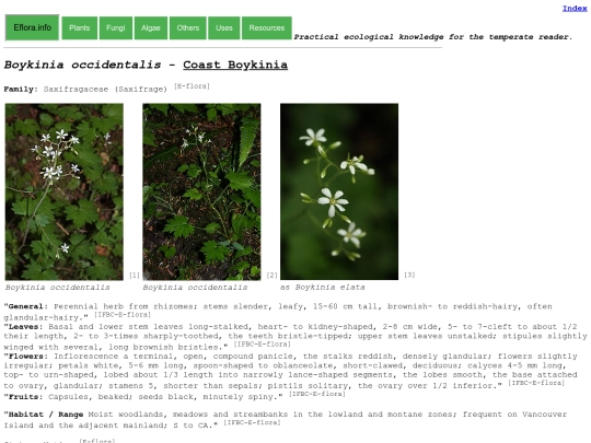 Boykinia occidentalis screenshot