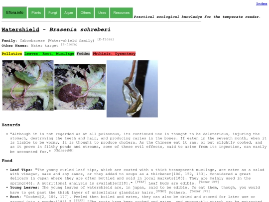 Brasenia schreberi screenshot