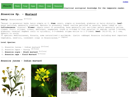 Brassica Sp screenshot