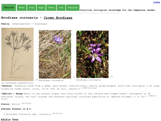 Brodiaea coronaria screenshot