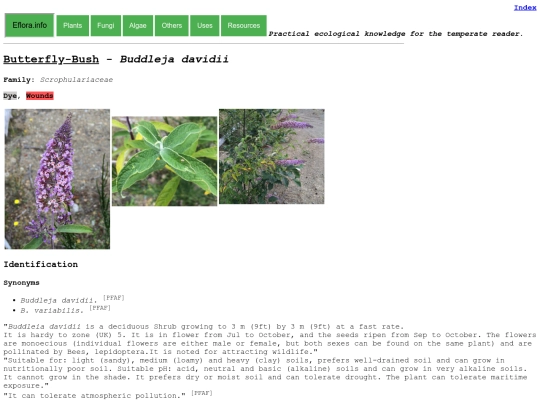 Buddleja davidii screenshot
