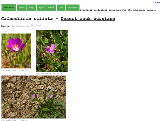 Calandrinia ciliata screenshot