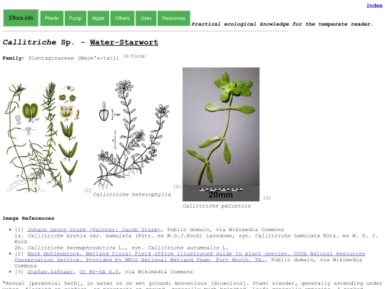 Callitriche Sp screenshot