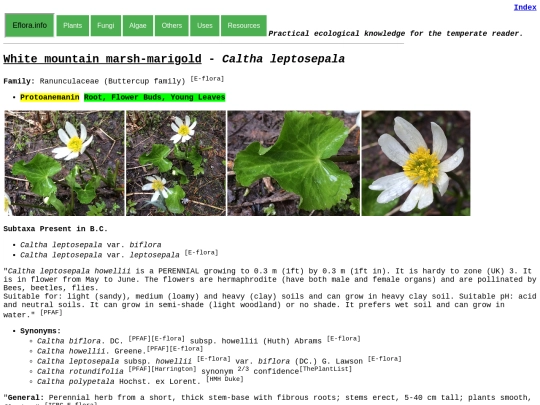 Caltha leptosepala screenshot
