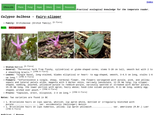 Calypso bulbosa screenshot