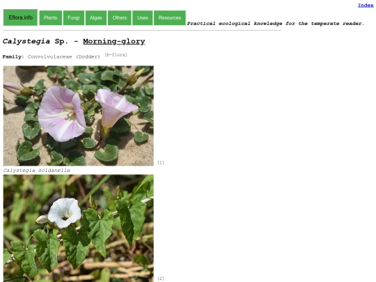 Calystegia Sp screenshot