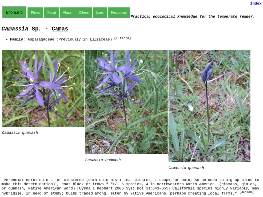 Camassia Sp screenshot