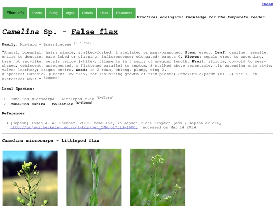 Camelina Sp screenshot