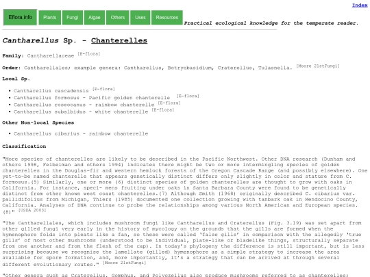 Cantharellus Sp screenshot