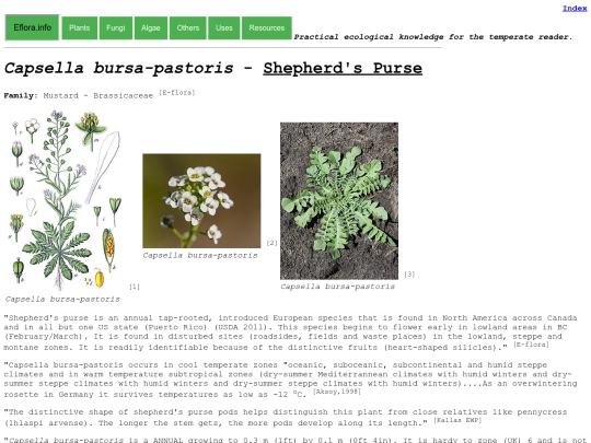 Capsella bursa-pastoris screenshot