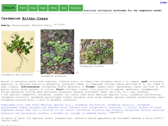 Cardamine Sp screenshot