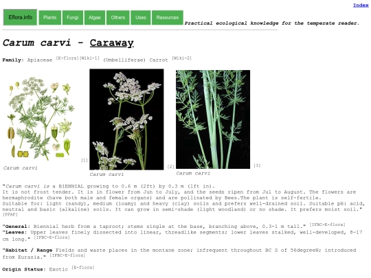 Carum carvi screenshot