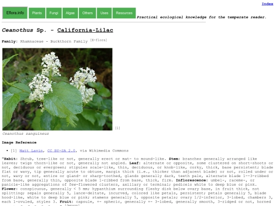 Ceanothus Sp screenshot