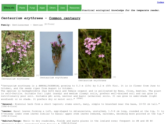 Centaurium erythraea screenshot