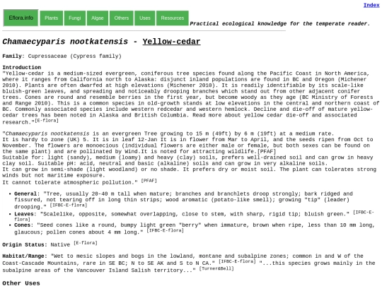 Chamaecyparis nootkatensis screenshot