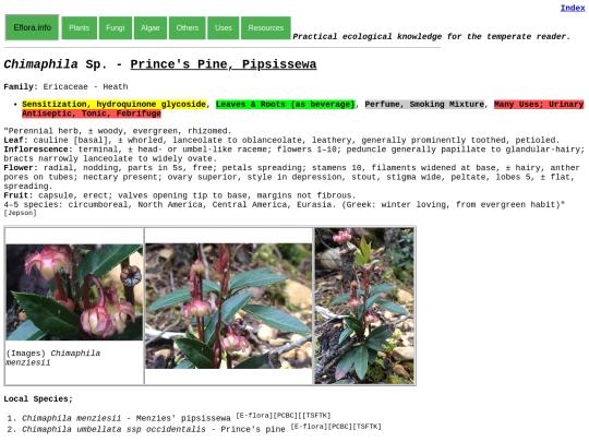 Chimaphila Sp screenshot