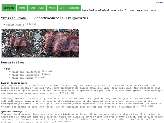 Chondracanthus exasperatus screenshot