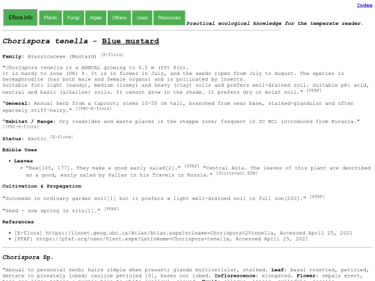 Chorispora tenella screenshot