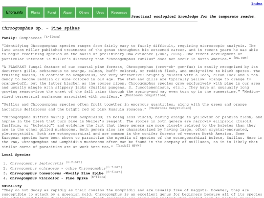 Chroogomphus Sp screenshot