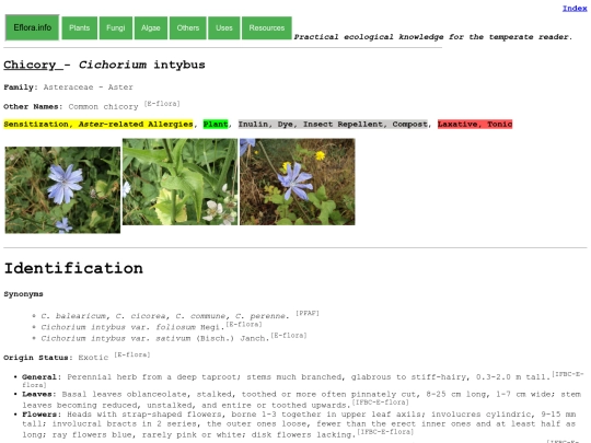 Cichorium intybus screenshot