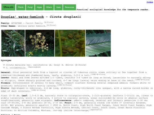 Cicuta douglasii screenshot