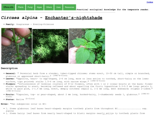 Circaea alpina screenshot