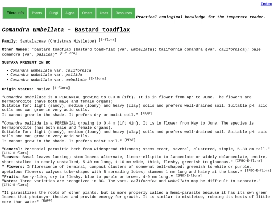 Comandra umbellata screenshot