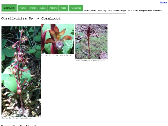 Corallorhiza Sp screenshot