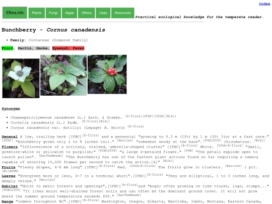 Cornus canadensis screenshot