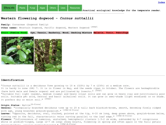 Cornus nuttallii screenshot