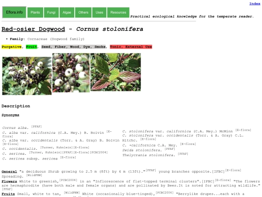 Cornus stolonifera screenshot