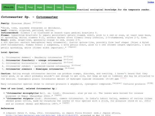 Cotoneaster Sp screenshot