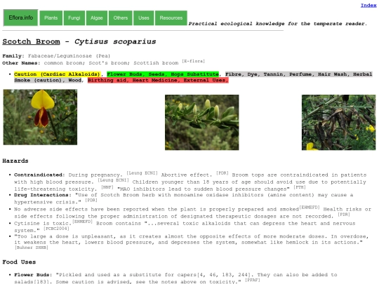 Cytisus scoparius screenshot