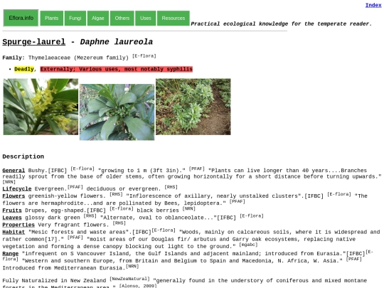 Daphne laureola screenshot