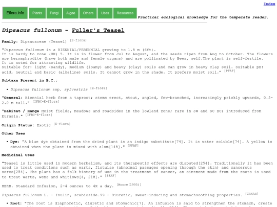 Dipsacus fullonum screenshot