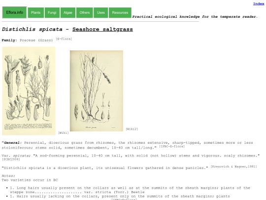 Distichlis spicata screenshot