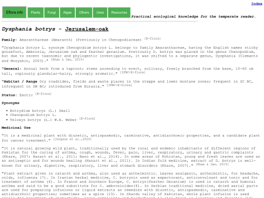 Dysphania botrys screenshot