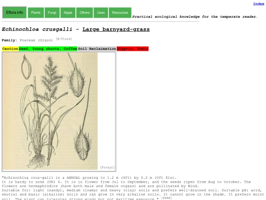 Echinochloa crusgalli screenshot