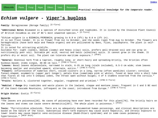 Echium vulgare screenshot