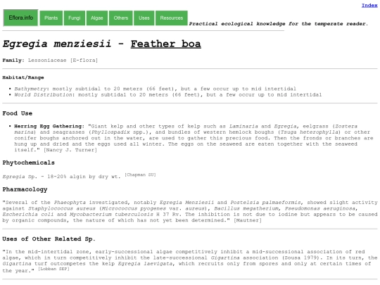 Egregia menziesii screenshot